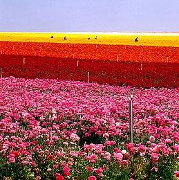 《上古卷轴4：湮灭 重制版》闪电促销！上线五日打折近20％！